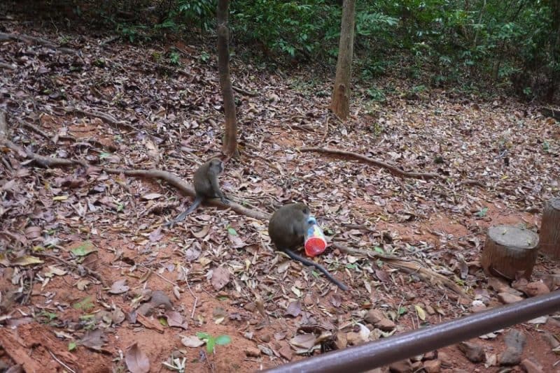 monkeys in a forest in Langkawi