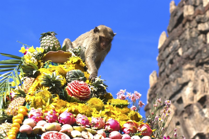 Monkey Buffet Festival, Thailand