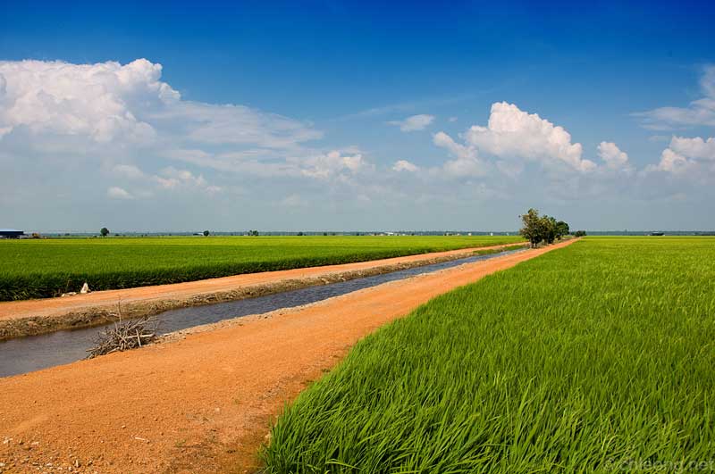 Paddy Fields in Sekinchan