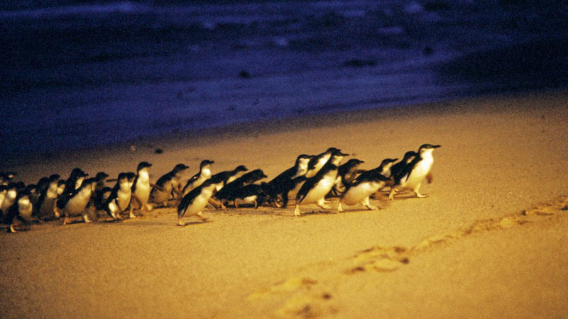 Phillip-Island-72202