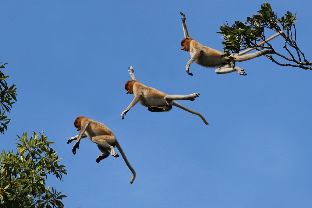 Proboscis_monkey