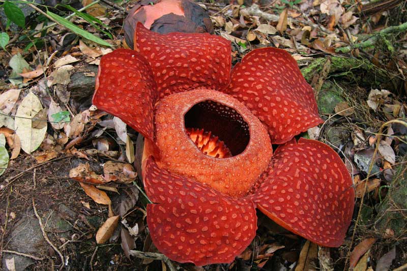 Rafflesia