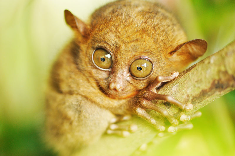 Tarsier on Tree