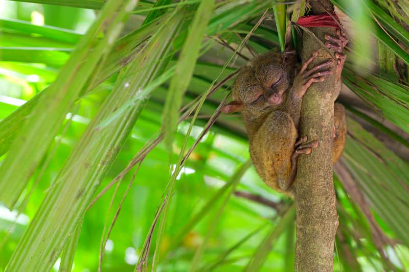 Tarsiers