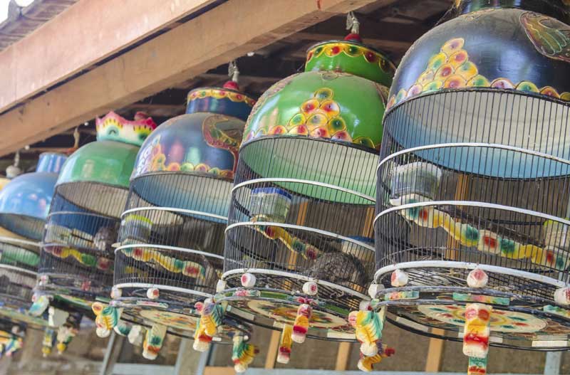 Pasar Ngasem (Bird Market)