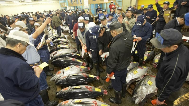 Tokyo tuna fish auction