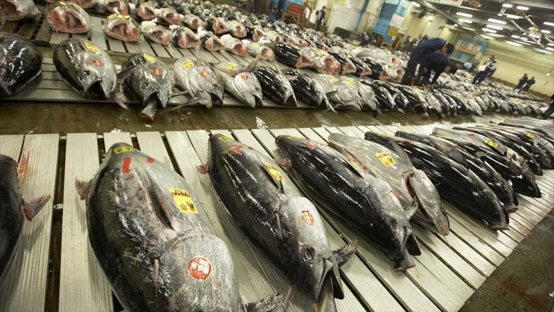 Tsukiji-Fish-Market