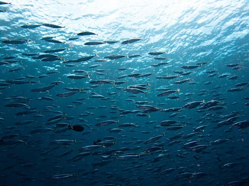 bali-lembongan-diving
