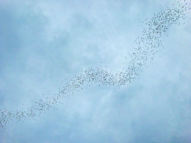 Bat exodus from deer cave at Mulu National Park