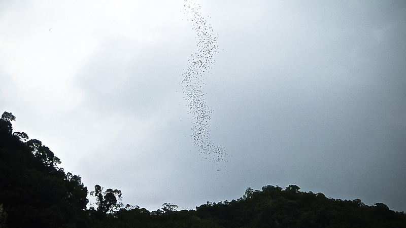 DNA of bats exiting the cave at Mulu National Park