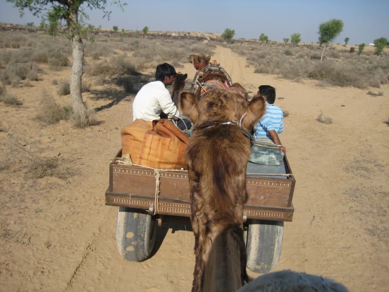 camel-safari