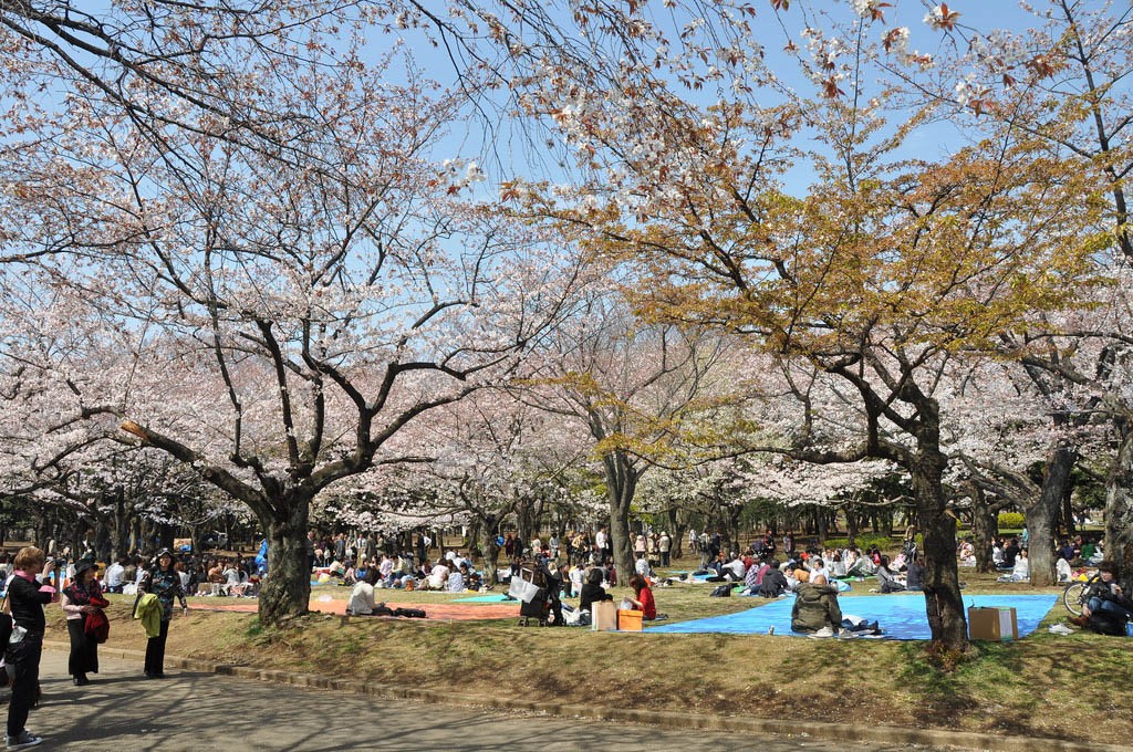 Cherry Blossom Treets in Yoyogi Park, Tokyo, Japan