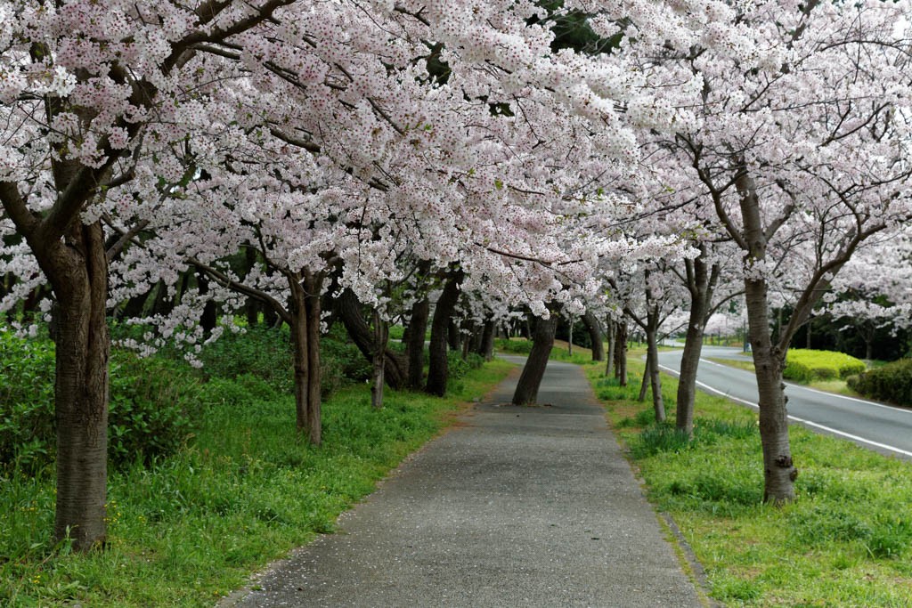 cherry-blossom-tunnel-uminonakahmichi