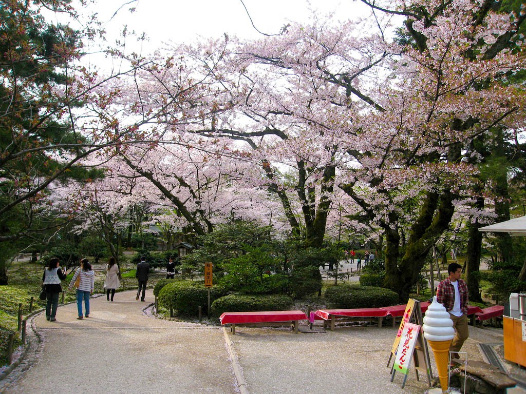 Cherry Blossoms in Kenrouken, Japan