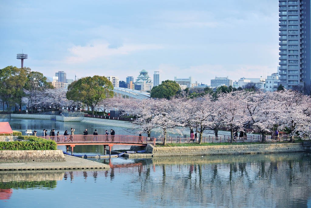 Cherry Blossoms in Osaka