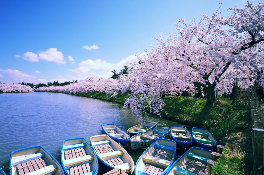 Hirosaki Moat in Spring