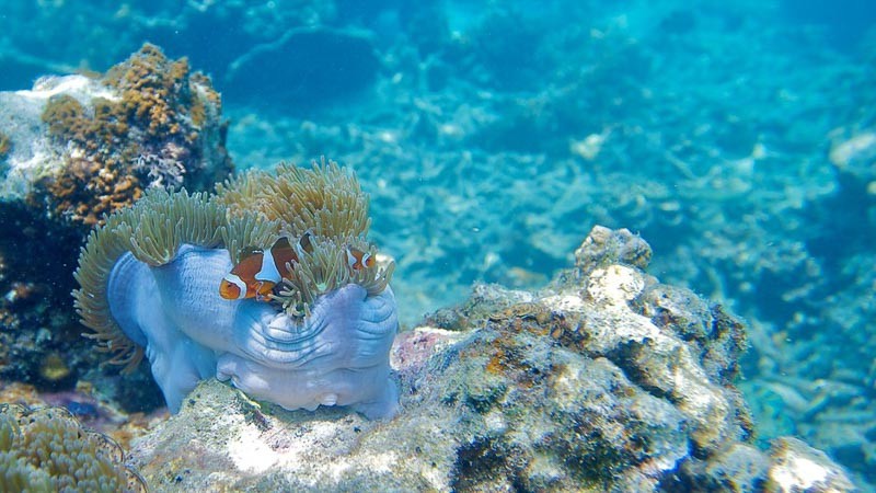 diving-perhentian-islands