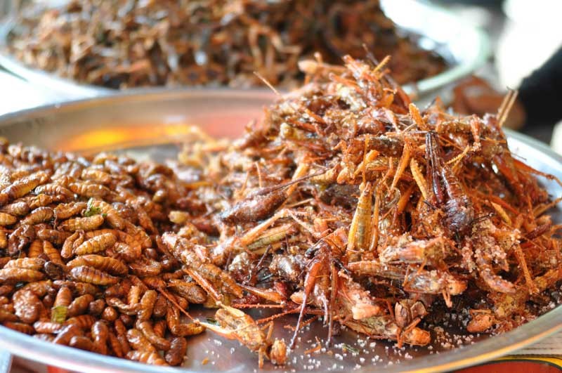 fried-bamboo-worms-crickets