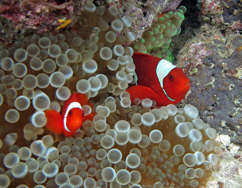 Nemo, aka a clown fish says hi in Raja Ampat