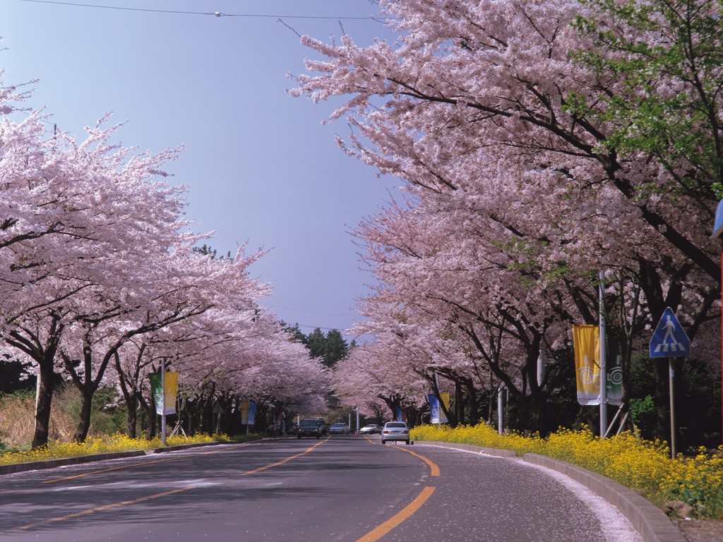 jeju-king-cherry-blossoms