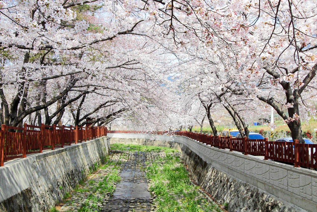 Jinhae Cherry Blossoms in Korea