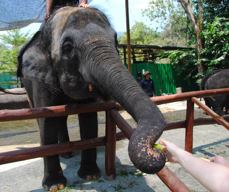 Kuala Gandah Elephant Sanctuary