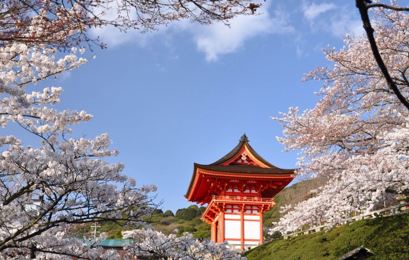 kyoto-cherry-blossoms