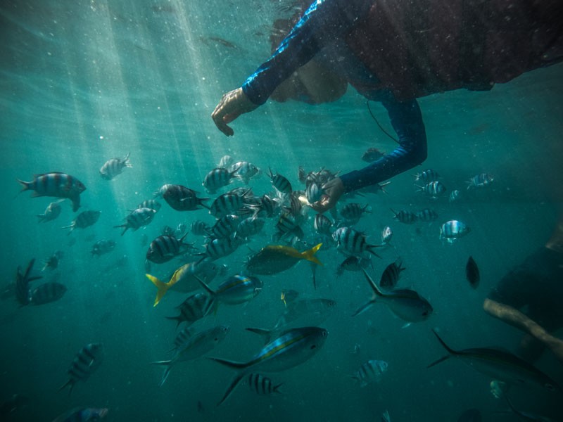 Best Malaysian Islands - Diving with fish in Malaysia