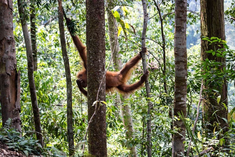 medan-gunung