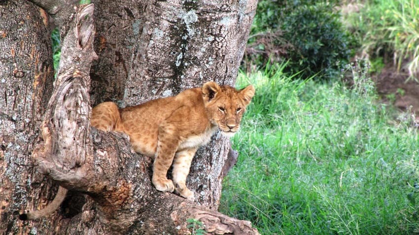 Mombasa Safari Adventure