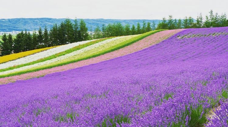 Hokkaido