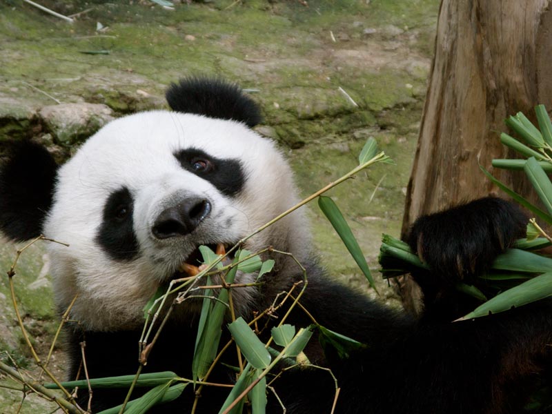 Panda in Chiang Mai zoo