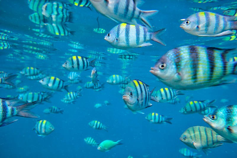 perhentian-islands-diving