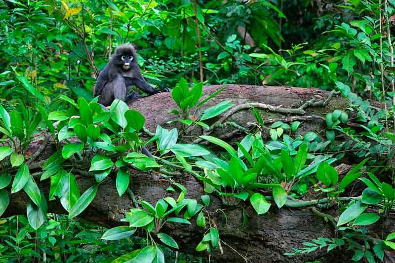 perhentian-islands-wildlife