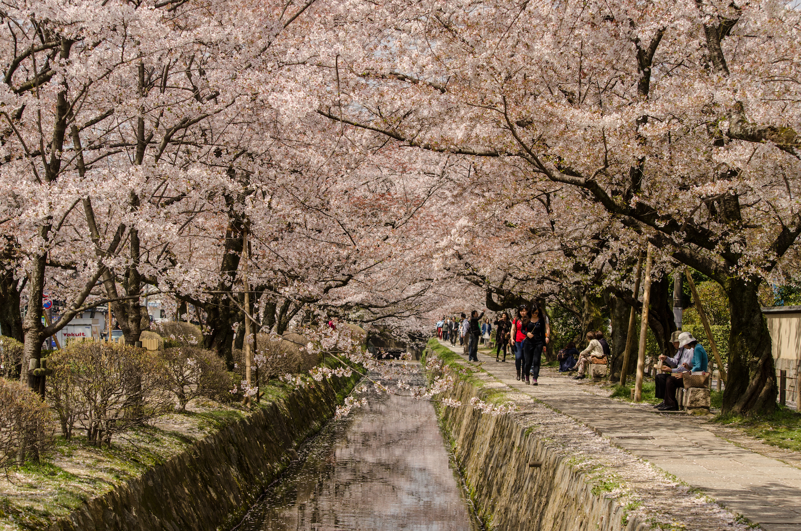 Cherry Blossoms along Philosopher's Path, Japan