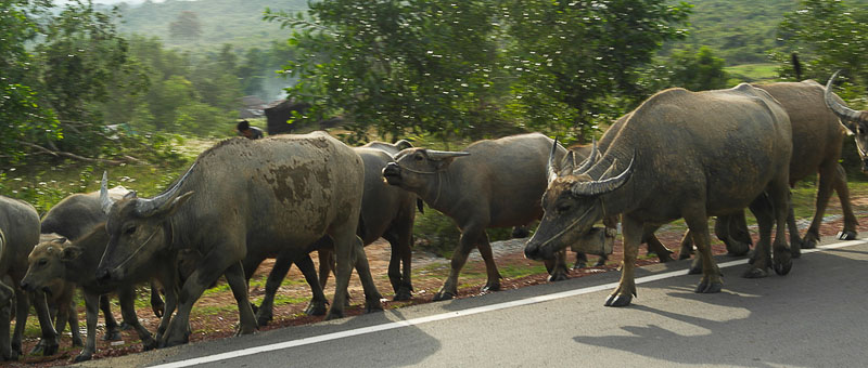 ream-national-park-cambodia