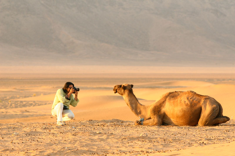 sahara-sand-camels