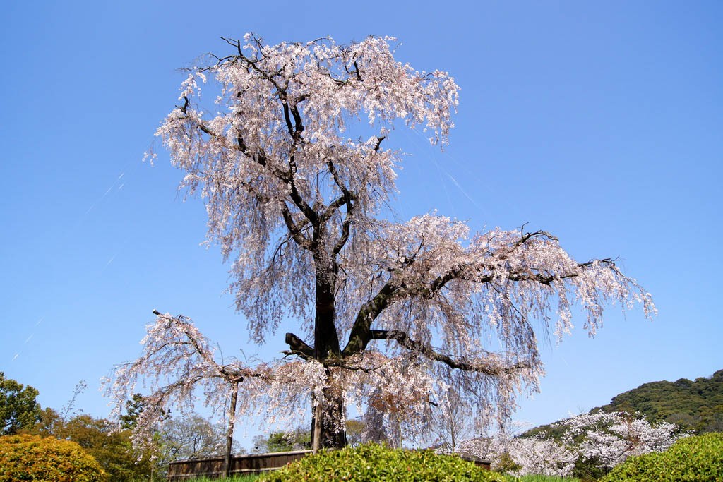 Cherry blossoms in Kyoto, Maruyama Park