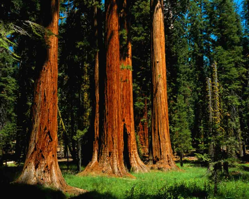 Sequoia National Park