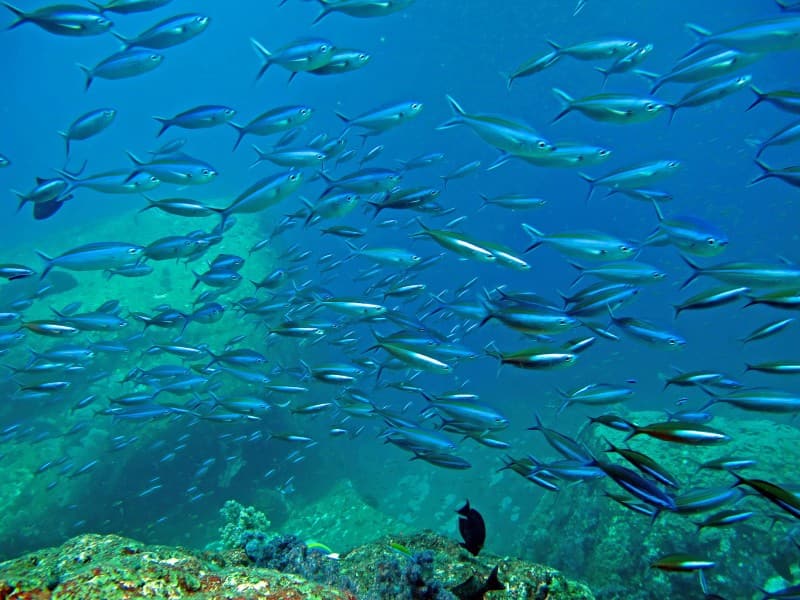 similan-lakshmi