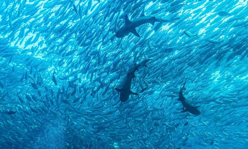 Reef Sharks and Jack Fish in Sipadan
