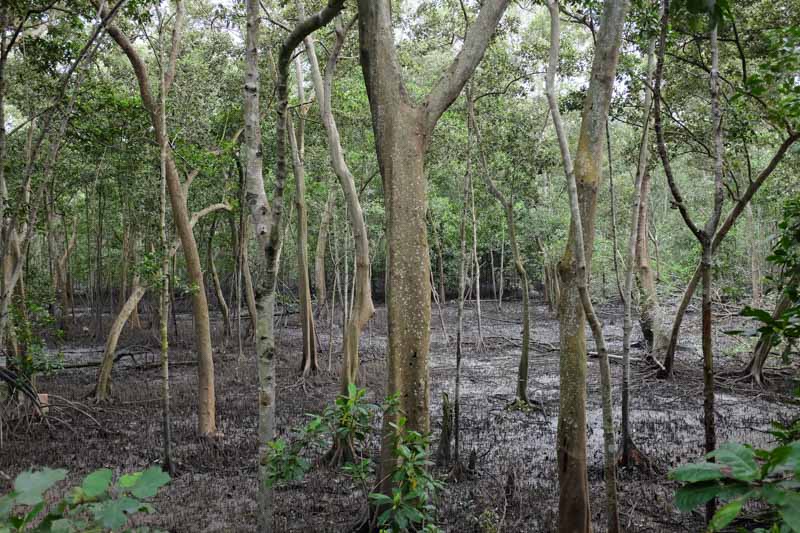 sungei-buloh-wetland-reserve