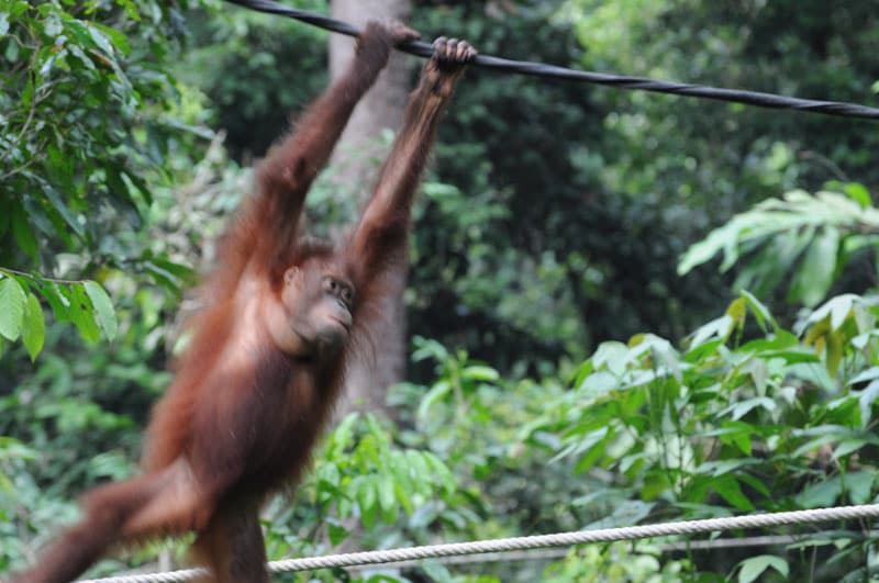 Tabin Wildlife Reserve, Malaysia