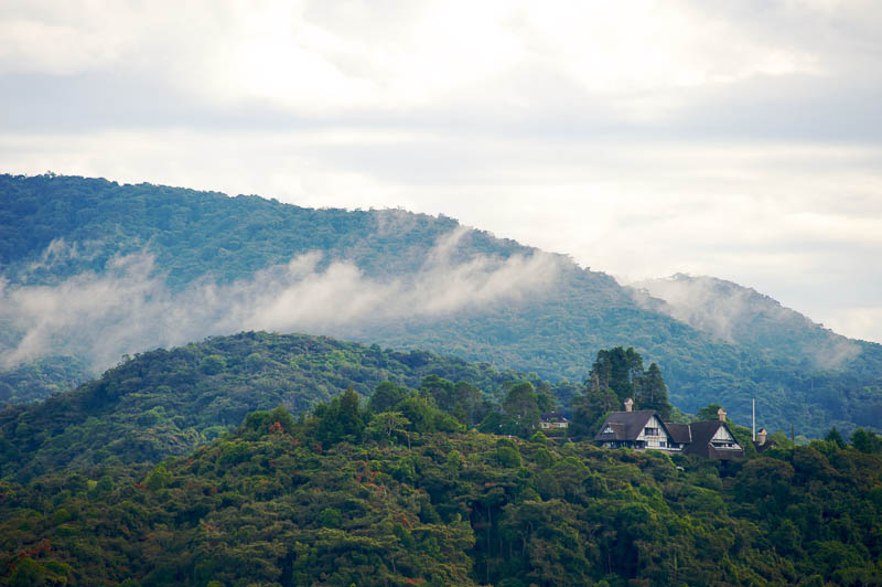 tea-cameron-highlands