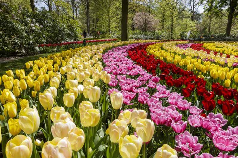 tulips-amsterdam-keukenhof