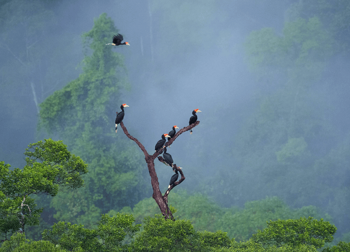 ulu-temburong-national-park