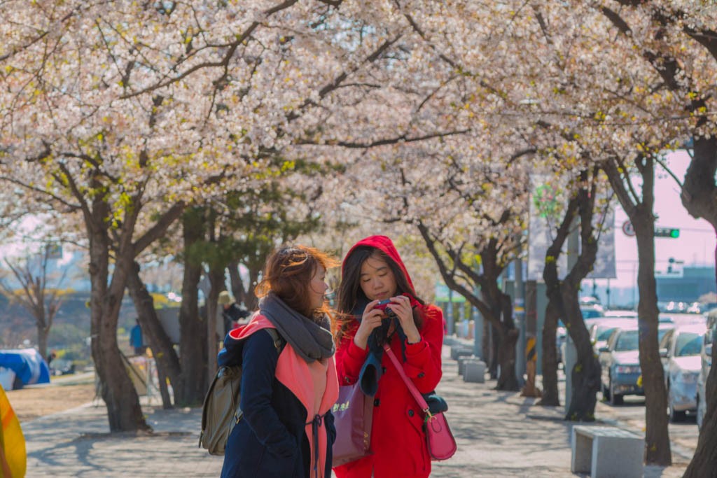 yeouido-cherry-blossom-korea
